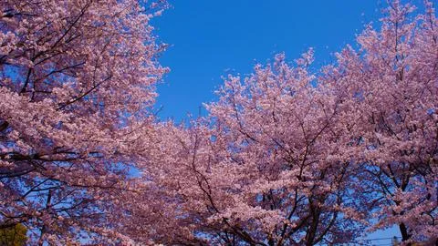 Cherry blossom clouds framing the blue sky Stock Photos