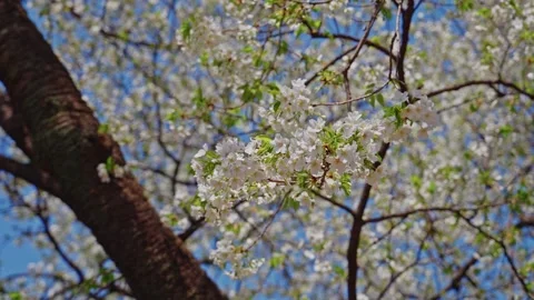 Cherry Blossom Cluster in Soft Focus Beside Tree Trunk, Shinjuku Gyoen Stock Footage 348268815