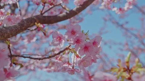 Cherry Blossom Clusters Beneath Thick Branch with Pink Bokeh and Blue Sky in Stock Footage 334631908
