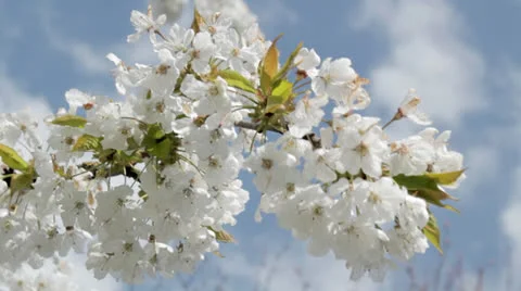 Cherry Blossom CU Stock Footage 23017930