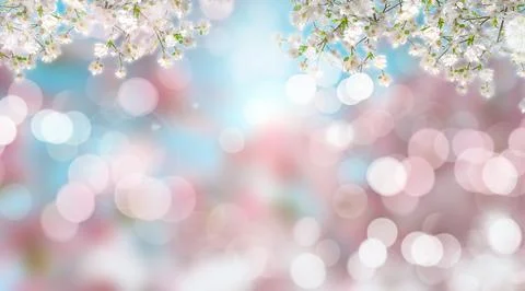 Cherry blossom on defocussed background Stock Photos