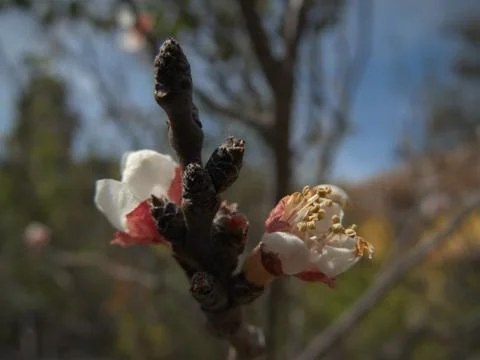Cherry blossom with depth of field in springtime Stock Photos
