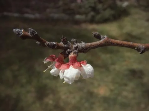 Cherry blossom with depth of field in springtime Stock Photos