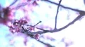 Cherry Blossom Dolly and Pan Shot of Soft Focus Sunlight 4k or 4k+ Resolution