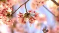 Cherry Blossom Dolly and Pan Shot of Soft Focus Sunlight 4k or 4k+ Resolution