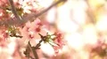Cherry Blossom Dolly and Pan Shot of Soft Focus Sunlight 4k or 4k+ Resolution