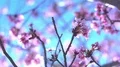 Cherry Blossom Dolly and Pan Shot of Soft Focus Sunlight 4k or 4k+ Resolution