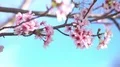 Cherry Blossom Dolly and Pan Shot of Soft Focus Sunlight 4k or 4k+ Resolution