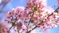 Cherry Blossom Dolly and Pan Shot of Soft Focus Sunlight 4k or 4k+ Resolution