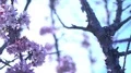 Cherry Blossom Dolly and Pan Shot of Soft Focus Sunlight 4k or 4k+ Resolution