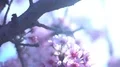 Cherry Blossom Dolly and Pan Shot of Soft Focus Sunlight 4k or 4k+ Resolution
