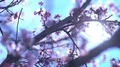 Cherry Blossom Dolly and Pan Shot of Soft Focus Sunlight 4k or 4k+ Resolution