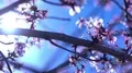 Cherry Blossom Dolly and Pan Soft Focus Shot 4k or 4k+ Resolution