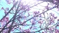 Cherry Blossom Dolly and Pan Soft Focus Shot 4k or 4k+ Resolution