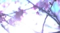 Cherry Blossom Dolly and Pan Soft Focus Shot 4k or 4k+ Resolution