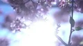 Cherry Blossom Dolly and Pan Soft Focus Shot 4k or 4k+ Resolution