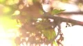 Cherry Blossom Dolly and Pan Soft Focus Shot 4k or 4k+ Resolution