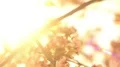 Cherry Blossom Dolly and Pan Soft Focus Shot 4k or 4k+ Resolution