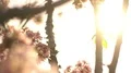Cherry Blossom Dolly and Pan Soft Focus Shot 4k or 4k+ Resolution