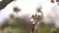 Cherry Blossom Dolly and Pan Soft Focus Sunlight 4k or 4k+ Resolution
