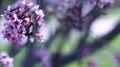 Cherry Blossom Dolly and Pan Soft Focus Sunlight 4k or 4k+ Resolution