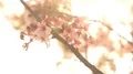 Cherry Blossom Dolly and Pan Soft Focus Sunlight 4k or 4k+ Resolution