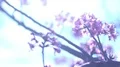 Cherry Blossom Dolly and Pan Soft Focus Sunlight 4K 4k or 4k+ Resolution