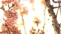 Cherry Blossom Dolly and Pan Soft Focus Sunlight 4K 4k or 4k+ Resolution