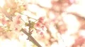 Cherry Blossom Dolly and Pan Soft Focus Sunlight 4K 4k or 4k+ Resolution