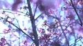 Cherry Blossom Dolly and Pan Soft Focus Sunlight 4K 4k or 4k+ Resolution