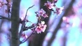 Cherry Blossom Dolly and Pan Soft Focus Sunlight 4K 4k or 4k+ Resolution