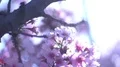 Cherry Blossom Dolly and Pan Soft Focus Sunlight 4K 4k or 4k+ Resolution