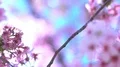 Cherry Blossom Dolly and Pan Soft Focus Sunlight 4K 4k or 4k+ Resolution