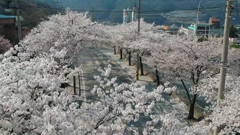 Cherry Blossom - drone going down at street in SK Video stock 237372034