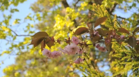 Cherry blossom durin spring Vidéo 11035826