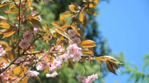Cherry blossom durin spring Stock Footage 11035835