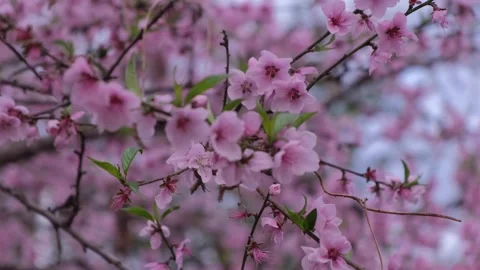 Cherry Blossom during Spring 4k 스톡 동영상 170876248