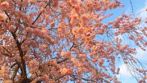 Cherry blossom during the spring Stock Footage 127155020