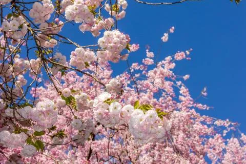 Cherry blossom during the spring Fotos de archivo