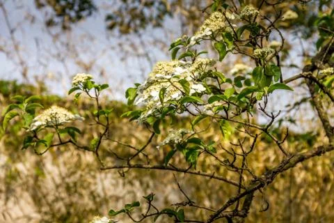 Cherry blossom during the spring Stock-Fotos