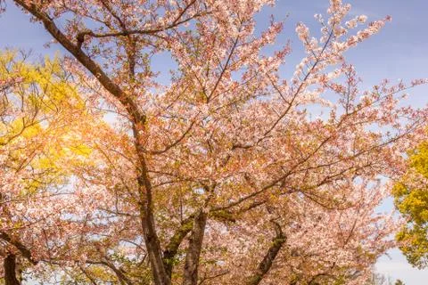 Cherry blossom during the spring Stock Photos