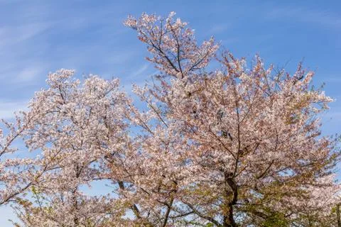 Cherry blossom during the spring Foto stock