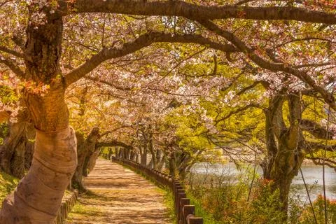 Cherry blossom during the spring Фото