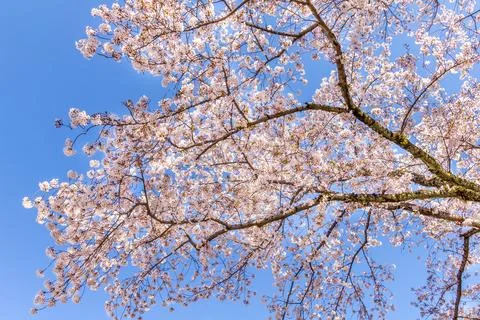 Cherry blossom during the spring Stock Photos