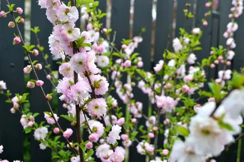 Cherry blossom during springtime Stock Photos