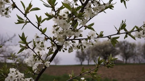 Cherry blossom, early spring, young cherry Stock Footage 114630837