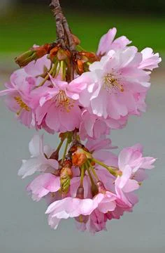 Cherry blossom elegance Stock Photos