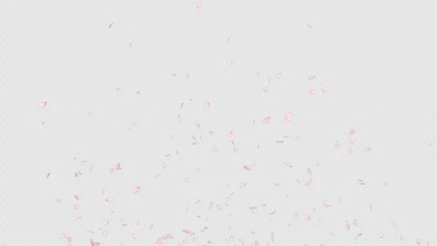 Cherry Blossom Explosion on Alpha Channel Stock Footage 290832074