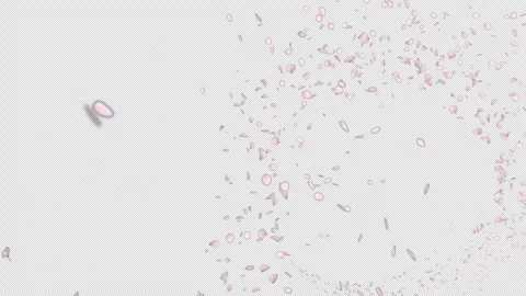 Cherry Blossom Explosion on Alpha Channel Stock Footage 299682957