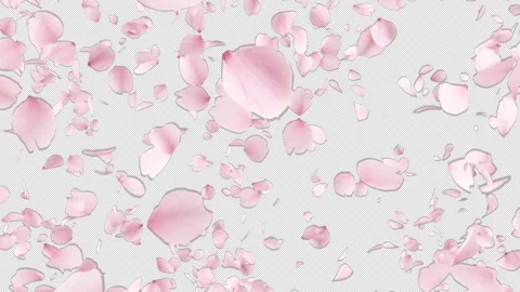 Cherry Blossom Explosion on Alpha Stock Footage 242467617
